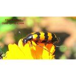 Видеокамера Panasonic HC-VXF1