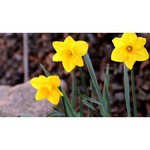 Объектив YongNuo 50mm f/1.8 II Canon EF