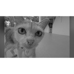 Объектив Fujifilm XF 16mm f/2.8R WR