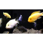 Тумба для аквариума Juwel Rio 240 SBX (ШхВхГ) 121х73х41 см