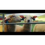 Видеокамера Blackmagic Design Pocket Cinema Camera 6K Pro