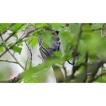 Canon PowerShot SX40