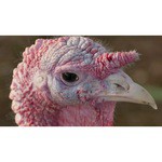 Panasonic Lumix DMC-FZ1000